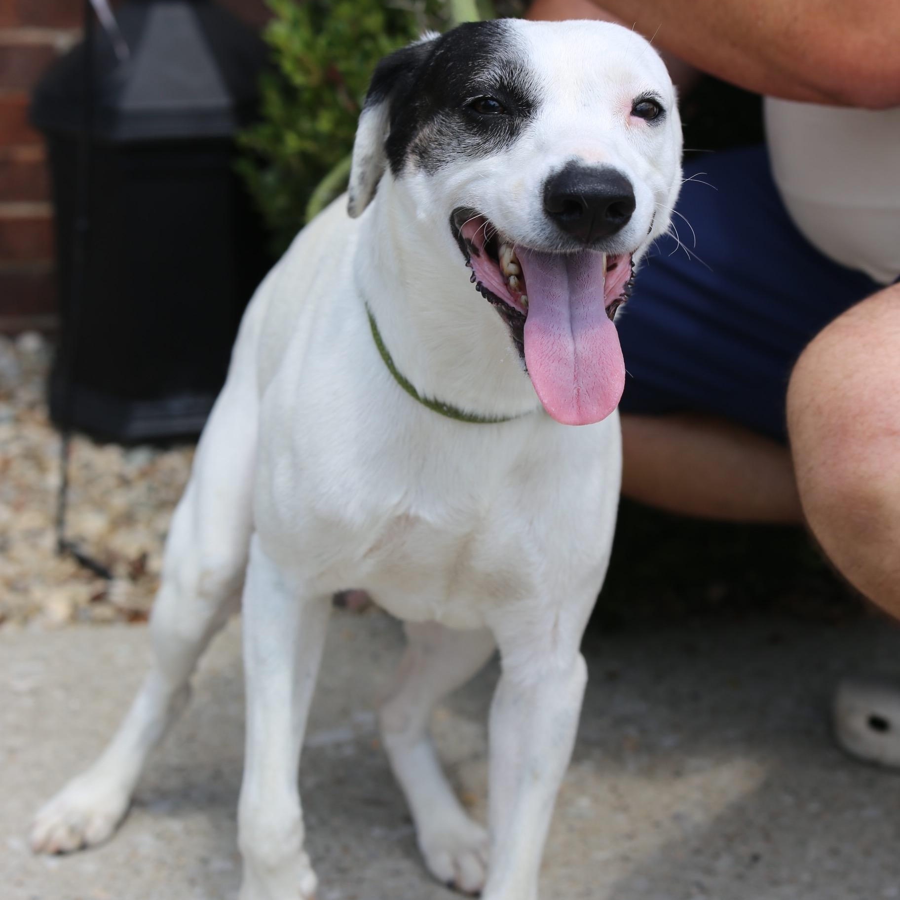 Petey/Buddy, adopted, Young Male Terrier.