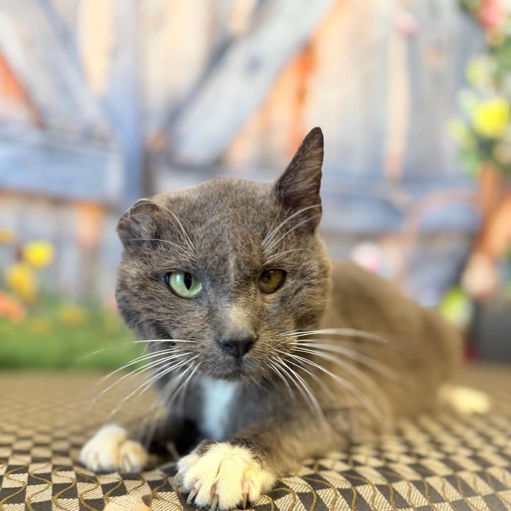 Enlarge Atlas, a Adoptable Domestic Short Hair in Pauls Valley, OK image 1/3