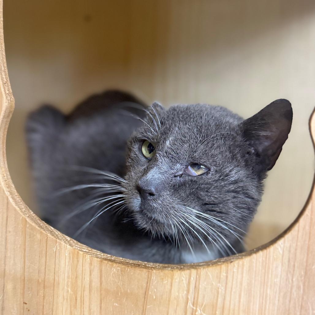 Enlarge Atlas, a Adoptable Domestic Short Hair in Pauls Valley, OK image 2/3