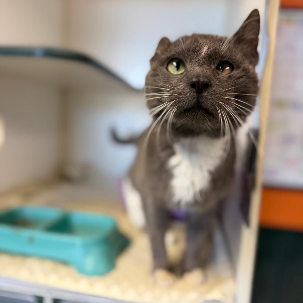 Enlarge Atlas, a Adoptable Domestic Short Hair in Pauls Valley, OK image 3/3