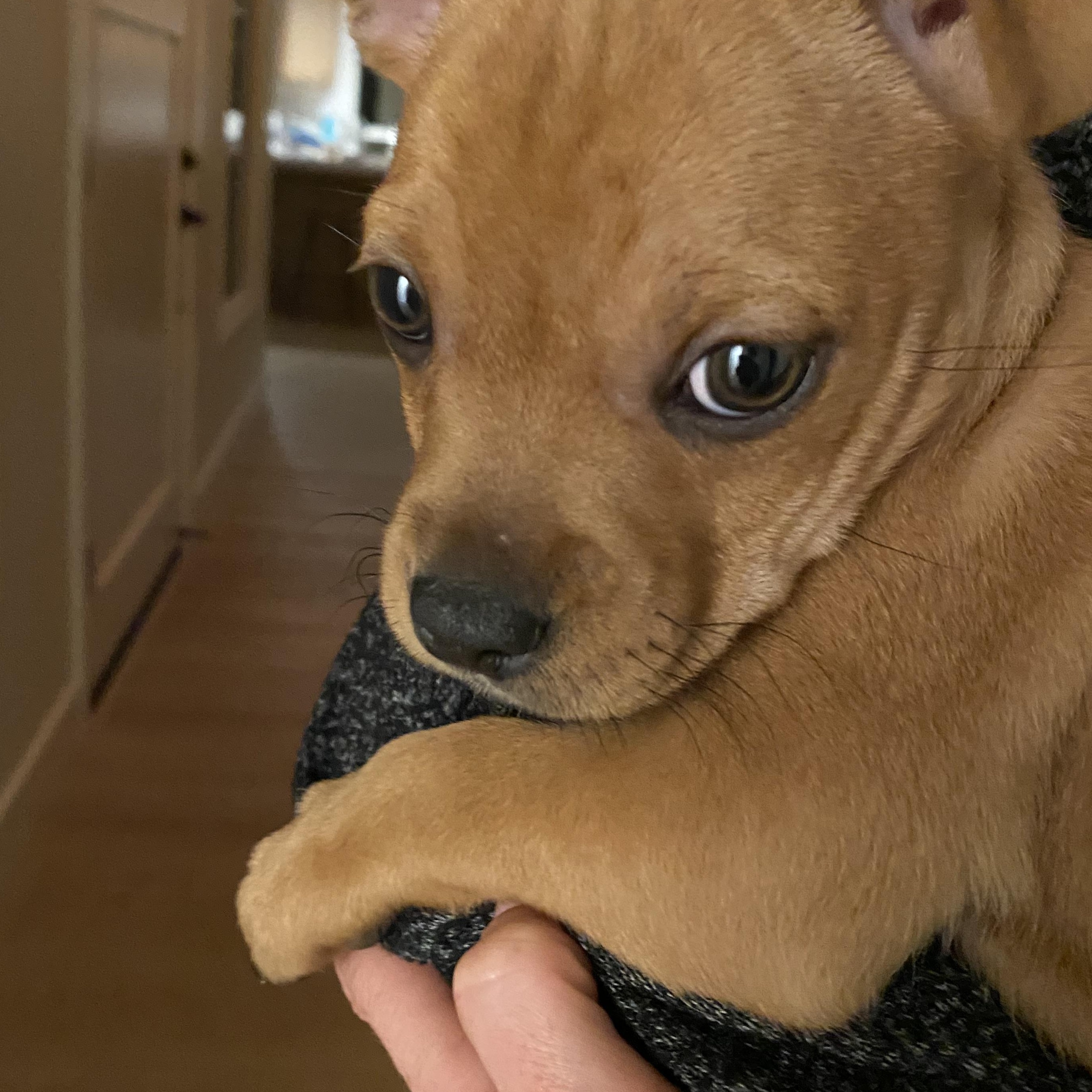 Enlarge Ava, an adopted mixed breed in Penryn, CA image 1/1