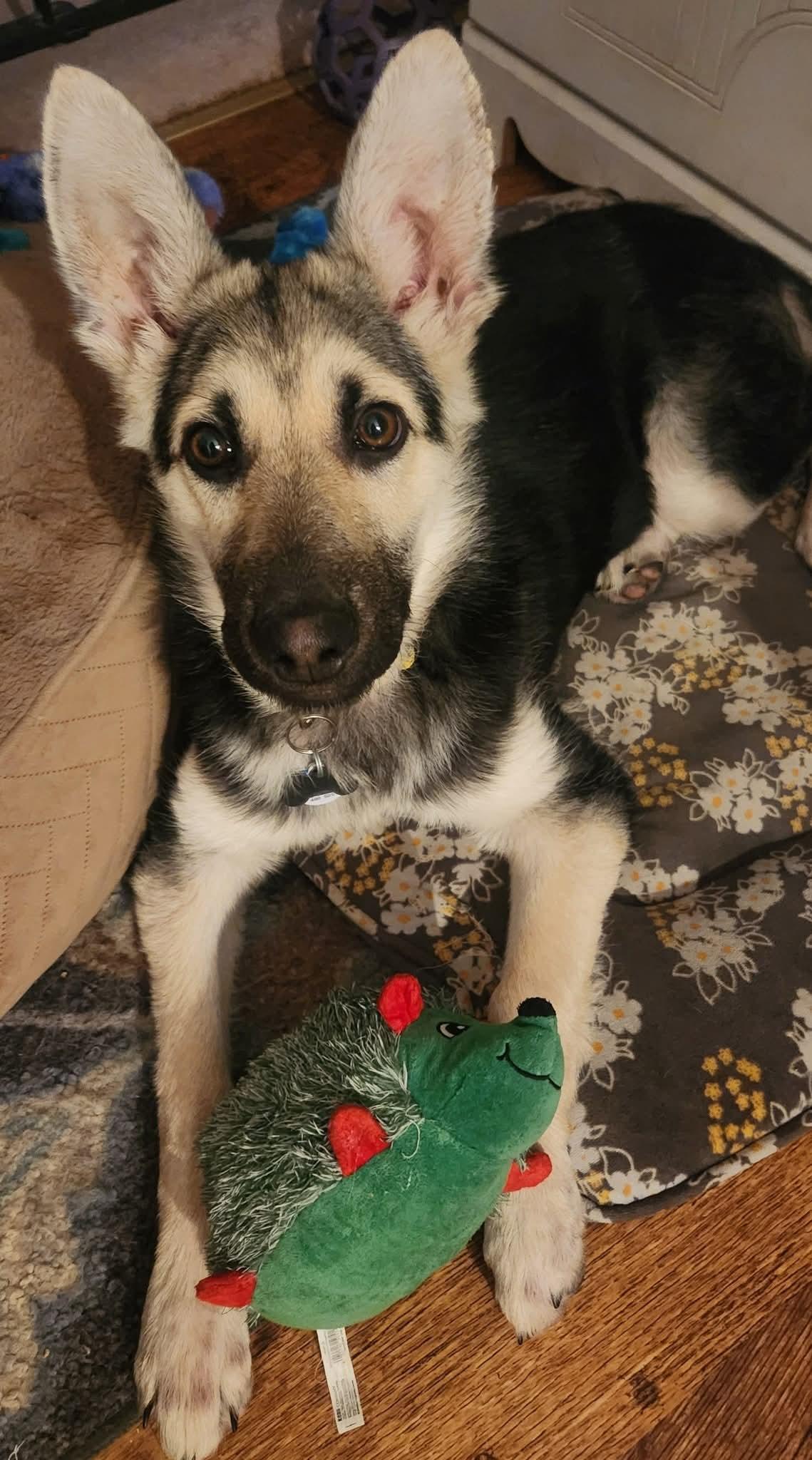 Glitter, Adoptable, Puppy Female German Shepherd Dog.