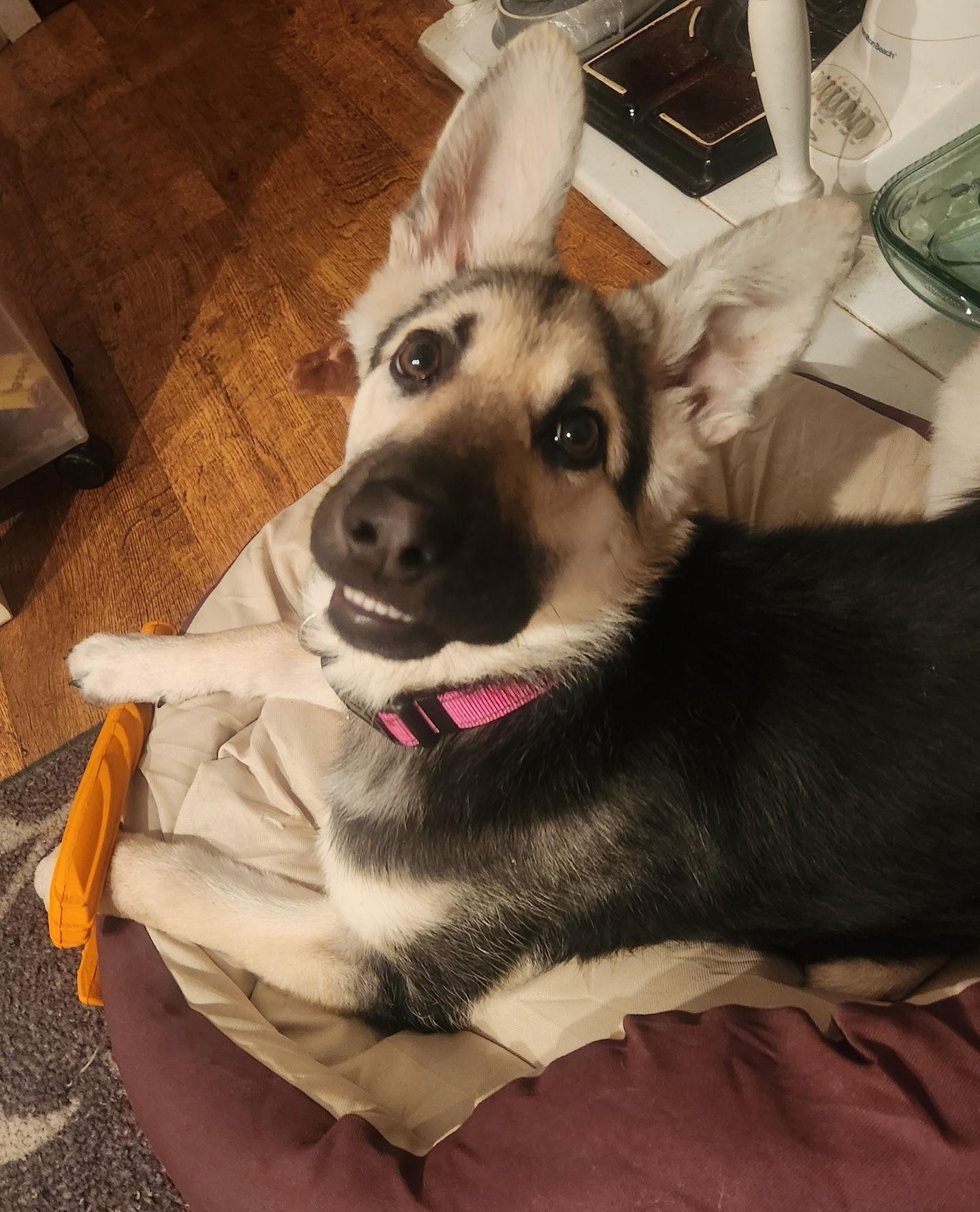 Enlarge Glitter, a Adoptable German Shepherd Dog in Baltimore, MD image 2/3