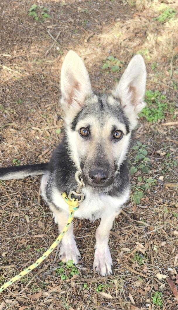 Enlarge Glitter, a Adoptable German Shepherd Dog in Baltimore, MD image 3/3