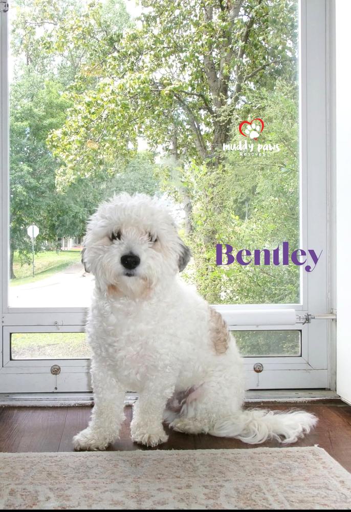 Enlarge Bentley, a Adoptable mixed breed in Council Bluffs, IA image 1/2