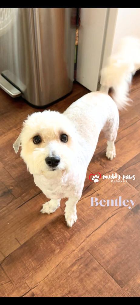 Enlarge Bentley, a Adoptable mixed breed in Council Bluffs, IA image 2/2