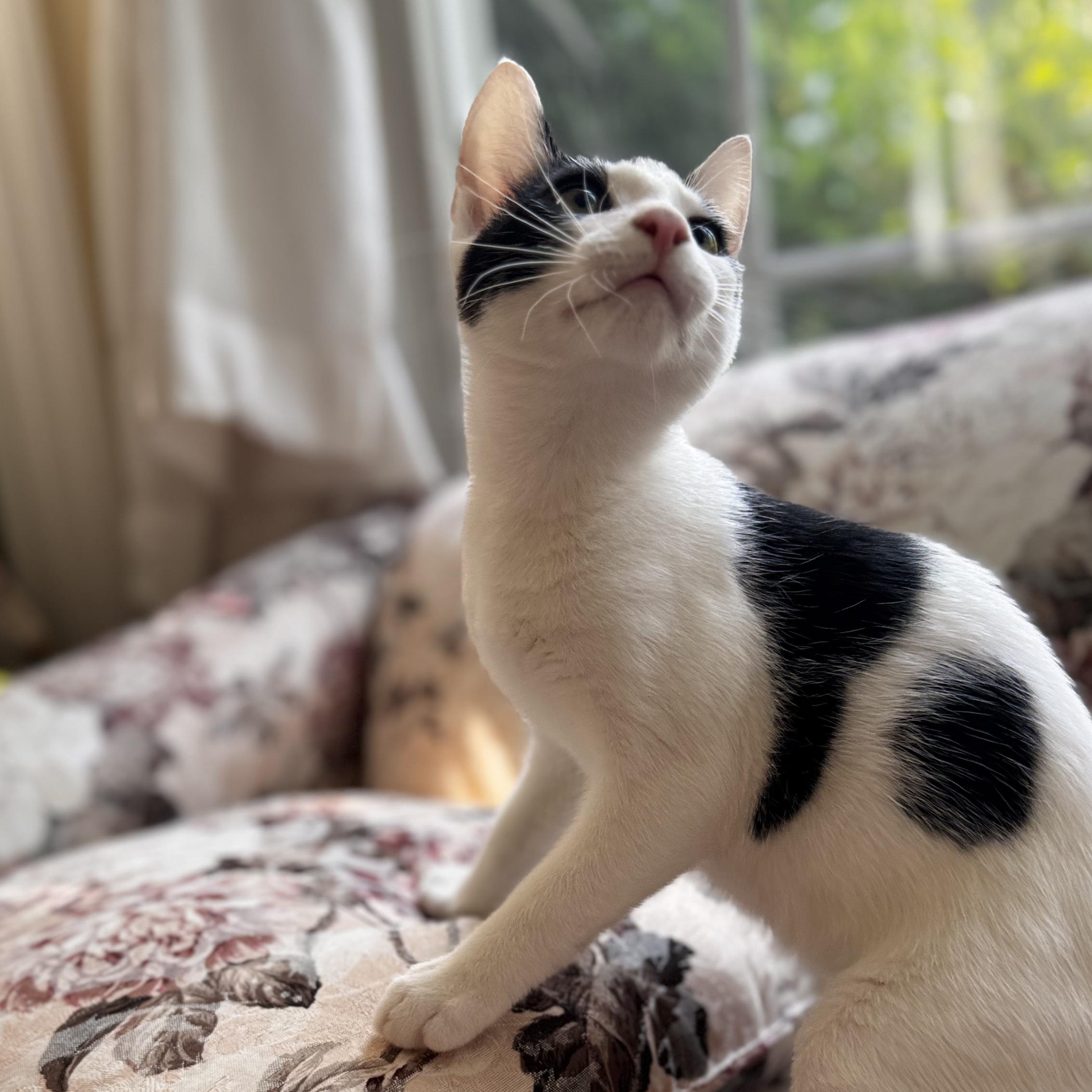 Enlarge FARQUAAD, a ADOPTABLE Domestic Short Hair in East Greenwich, RI image 6/6