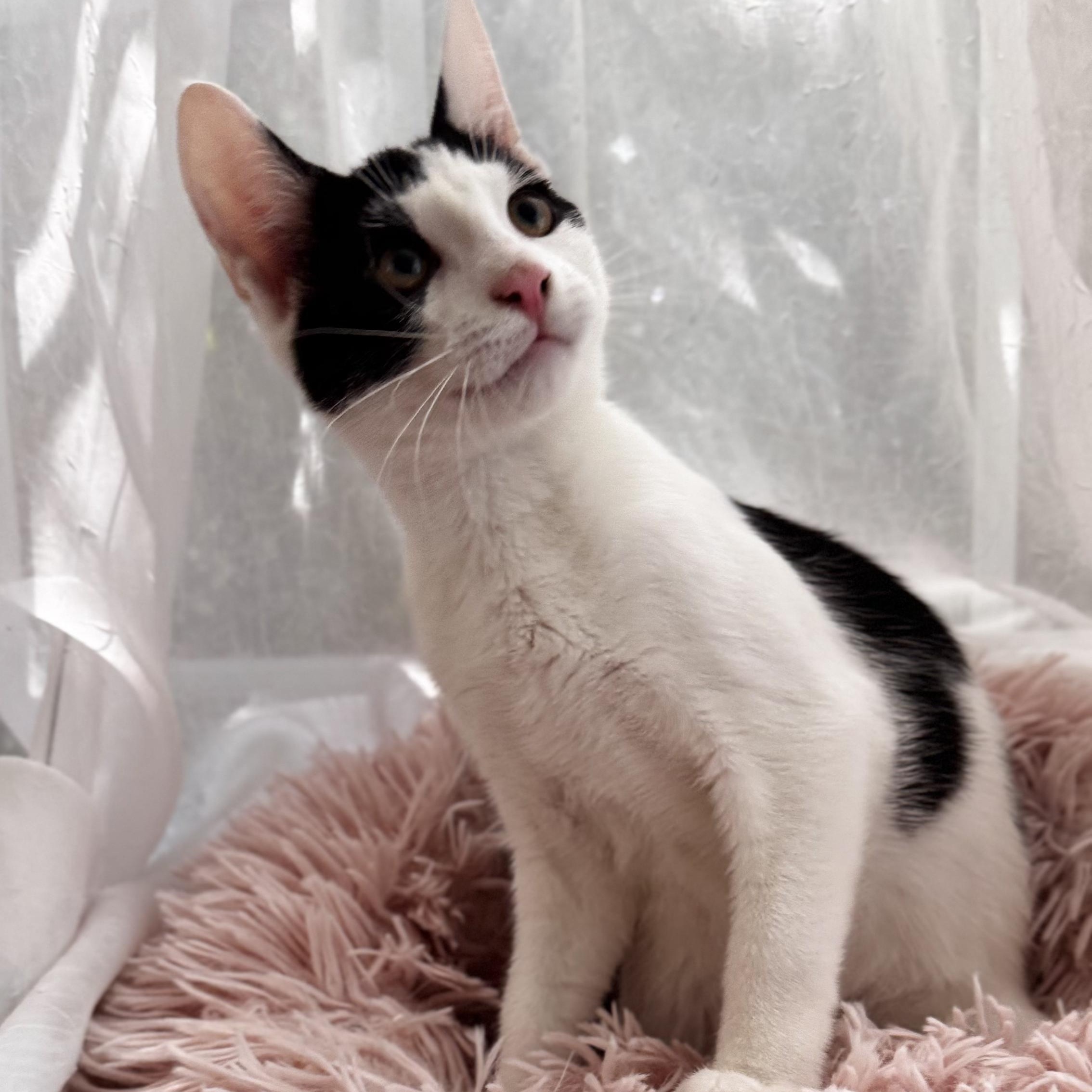 Enlarge FARQUAAD, a ADOPTABLE Domestic Short Hair in East Greenwich, RI image 4/6