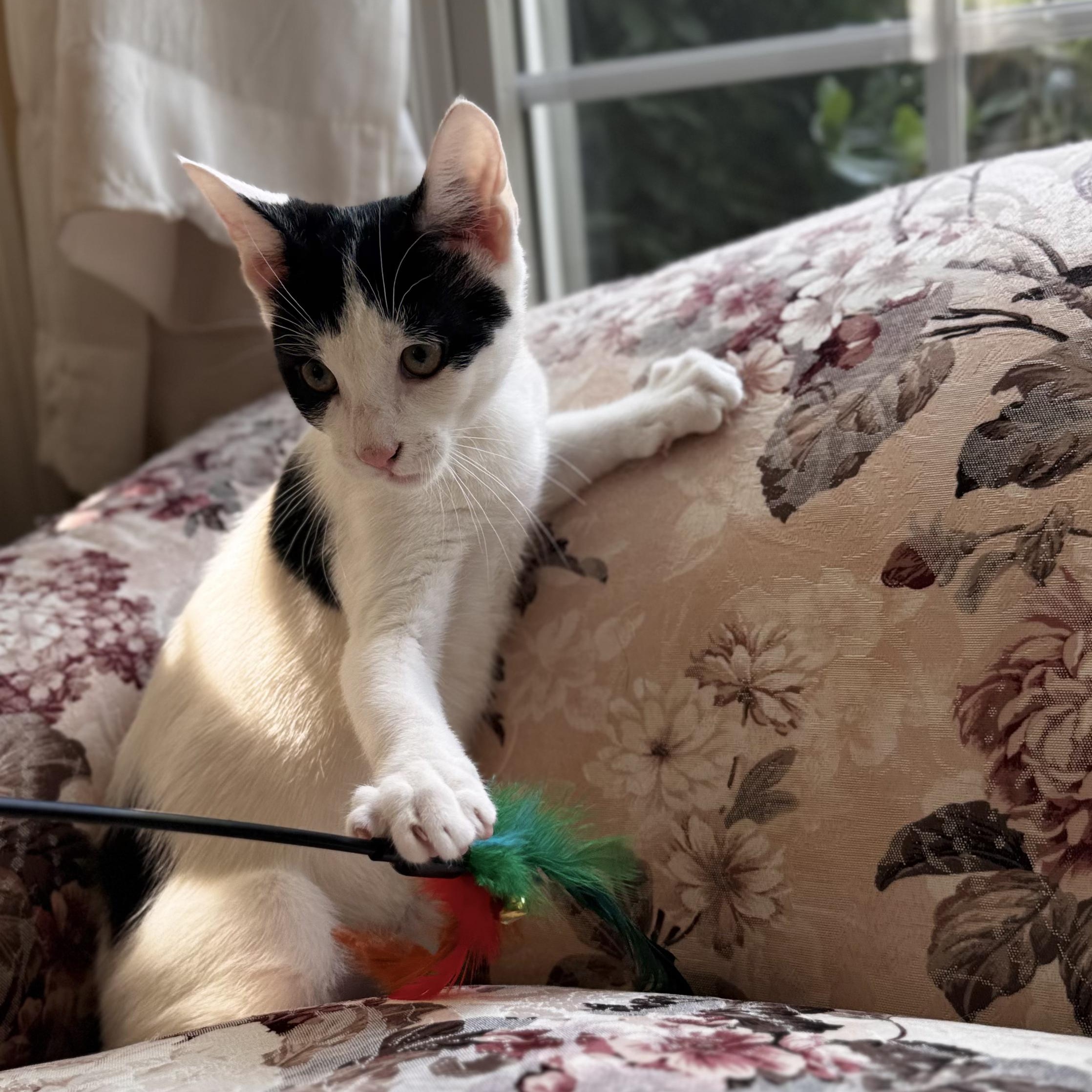 Enlarge FARQUAAD, a ADOPTABLE Domestic Short Hair in East Greenwich, RI image 2/6