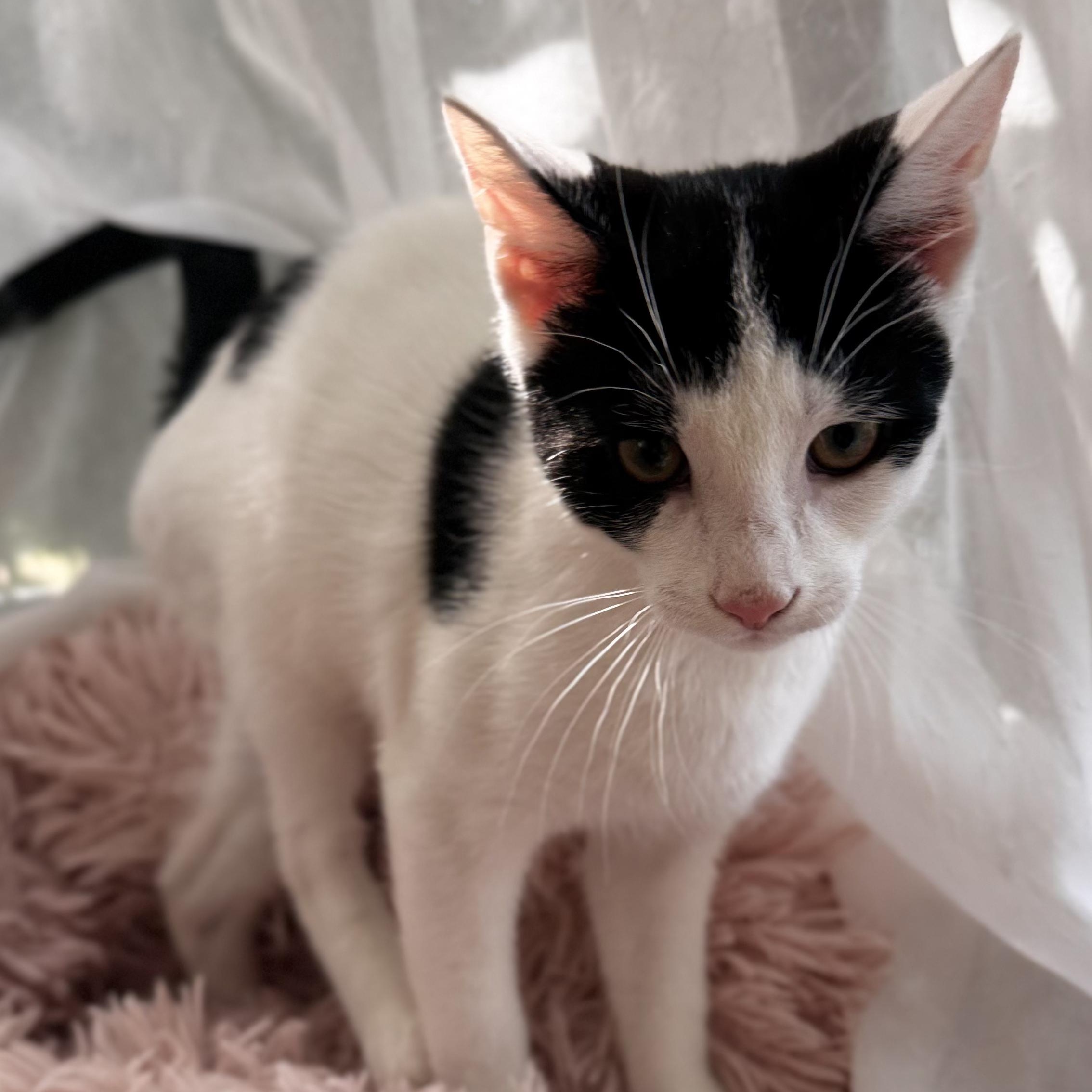 Enlarge FARQUAAD, a ADOPTABLE Domestic Short Hair in East Greenwich, RI image 3/6