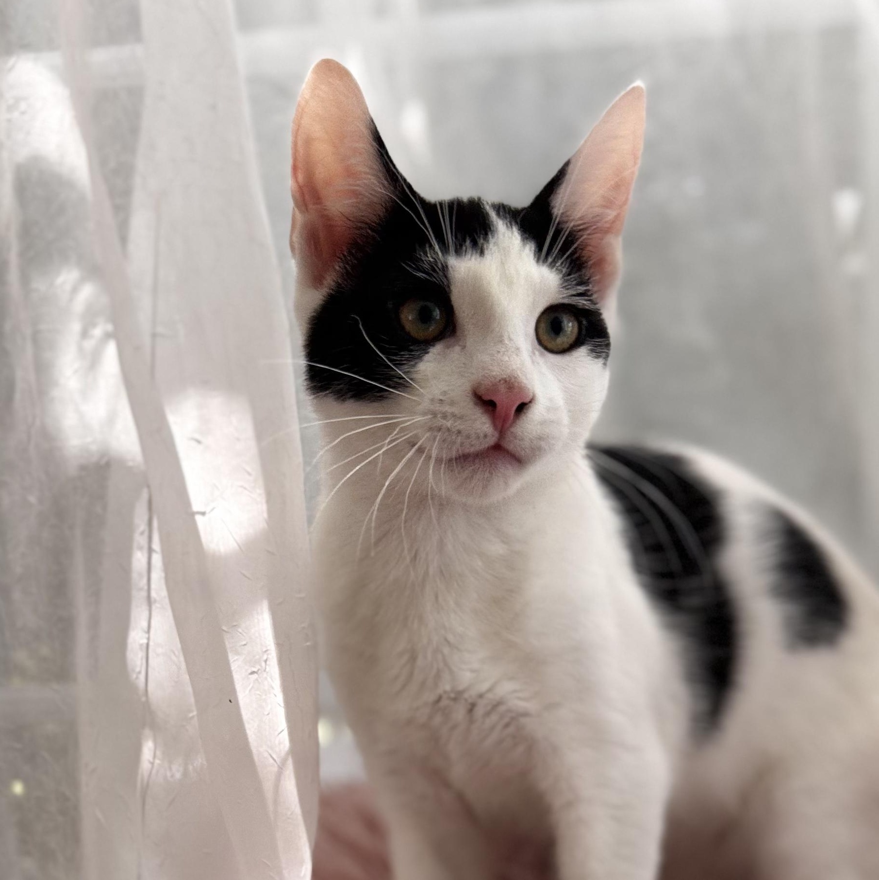 FARQUAAD, ADOPTABLE, Kitten Male Domestic Short Hair.