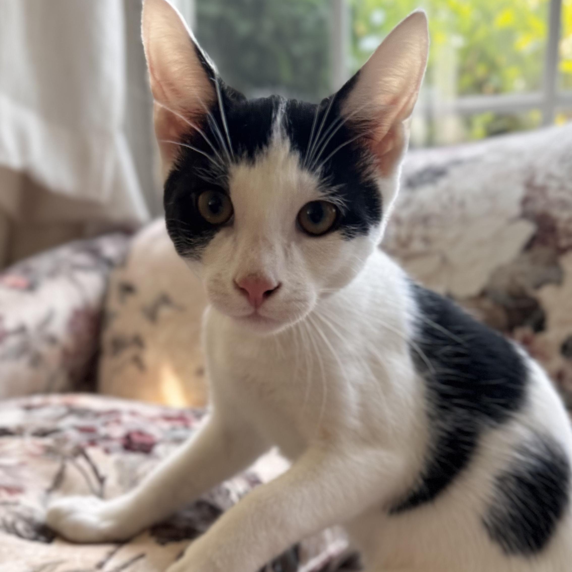 Enlarge FARQUAAD, a ADOPTABLE Domestic Short Hair in East Greenwich, RI image 5/6