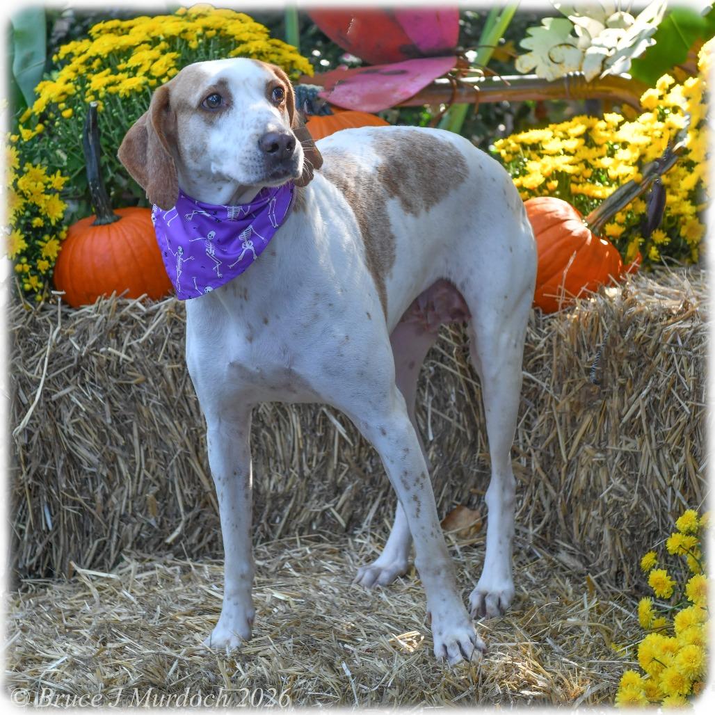 Enlarge Gidget, a Adoptable Hound in Wake Forest, NC image 1/5