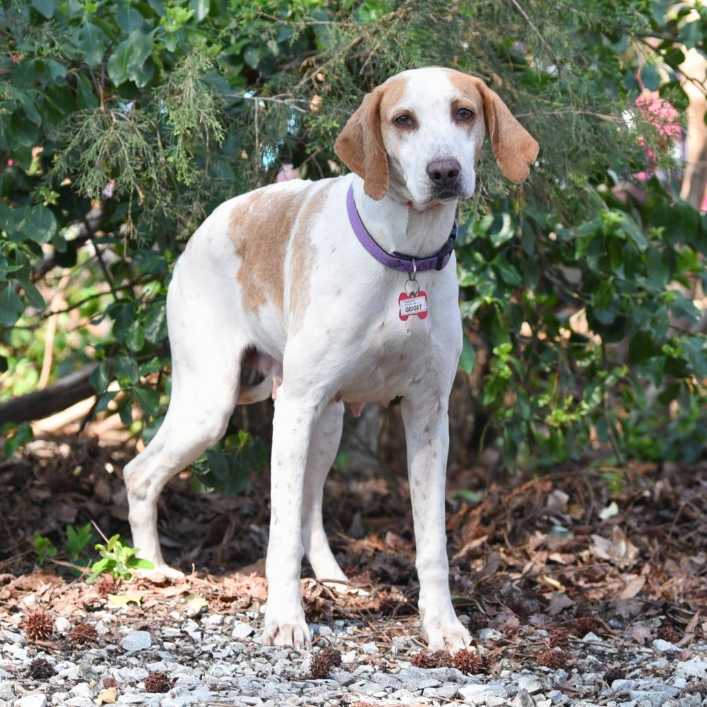 Enlarge Gidget, a Adoptable Hound in Wake Forest, NC image 1/6