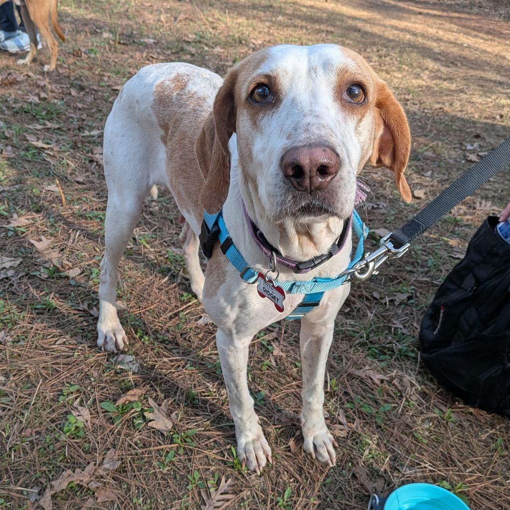Enlarge Gidget, a Adoptable Hound in Wake Forest, NC image 2/6
