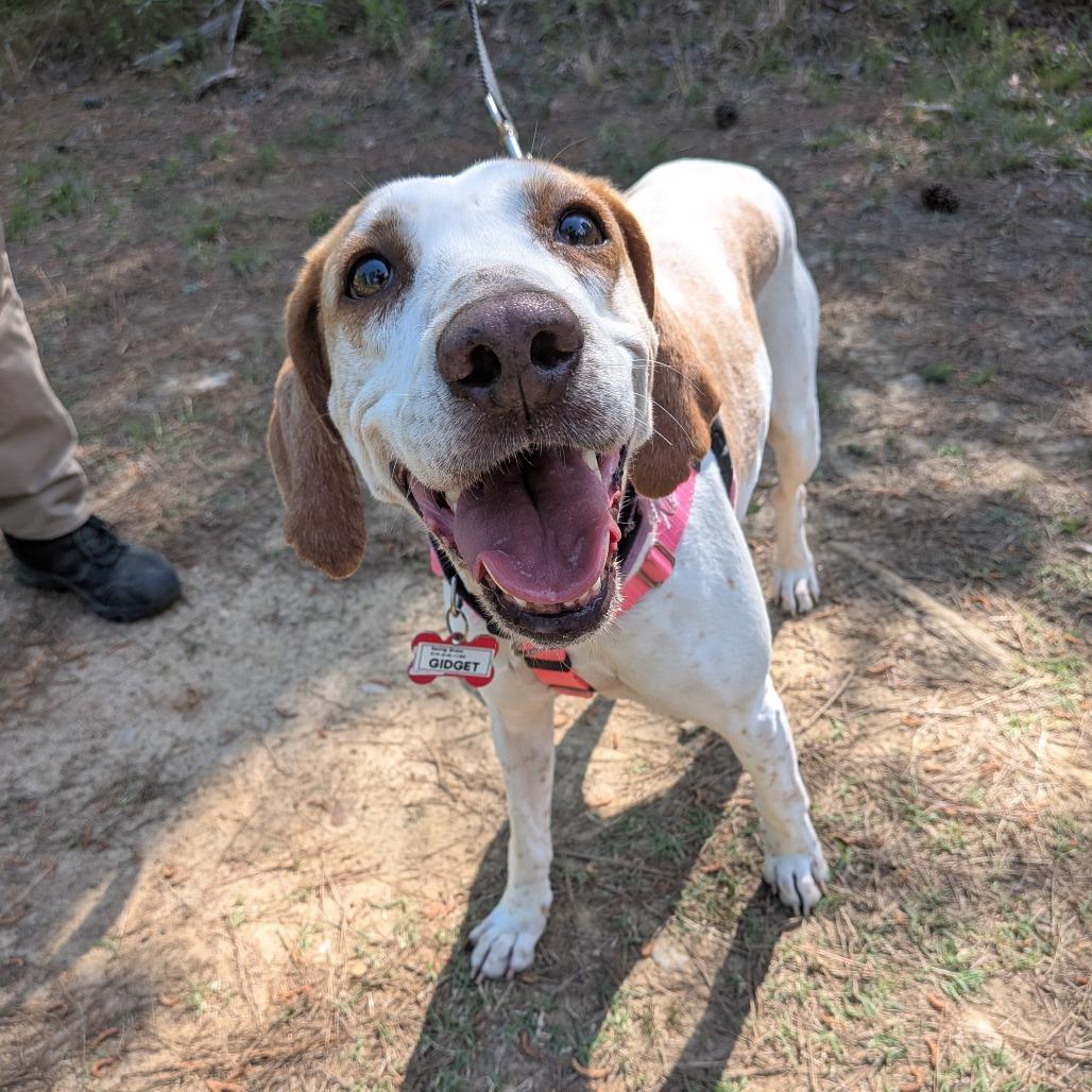 Enlarge Gidget, a Adoptable Hound in Wake Forest, NC image 3/6