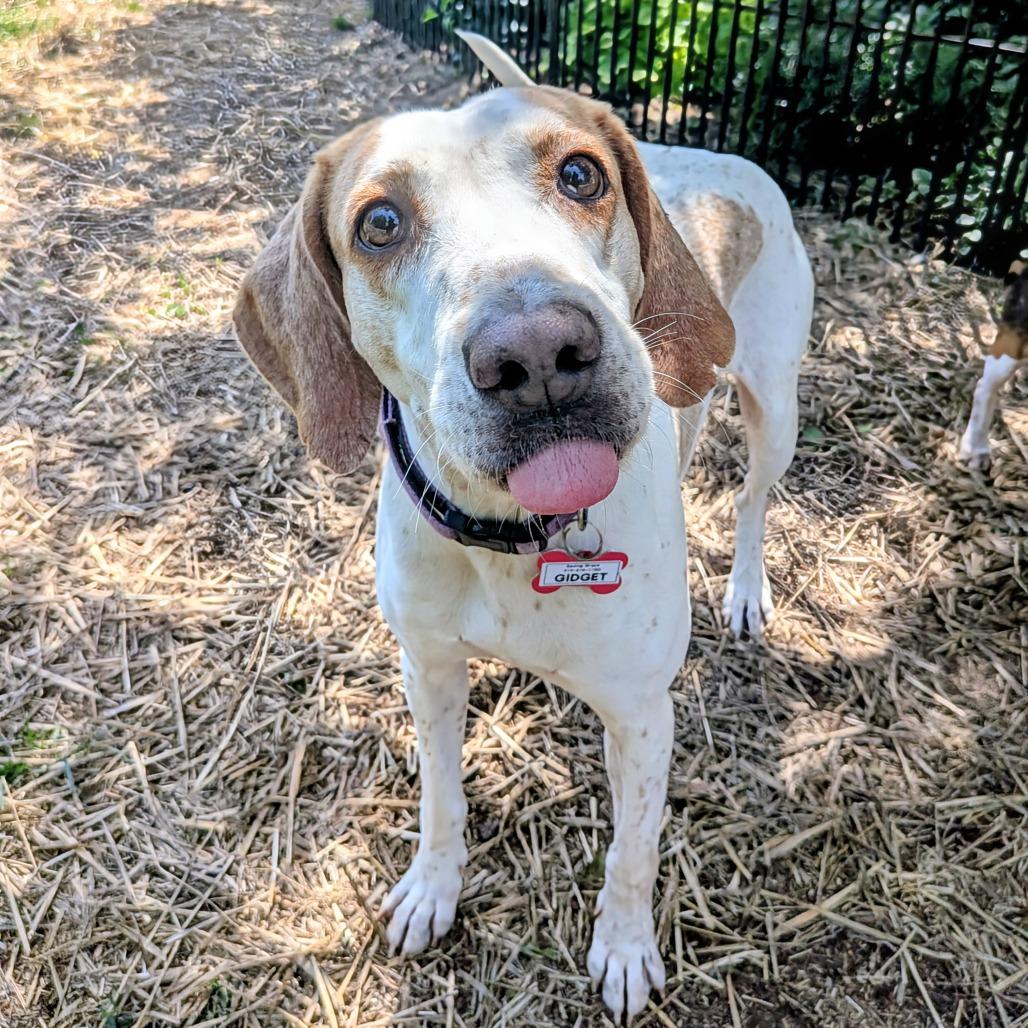 Enlarge Gidget, a Adoptable Hound in Wake Forest, NC image 3/6