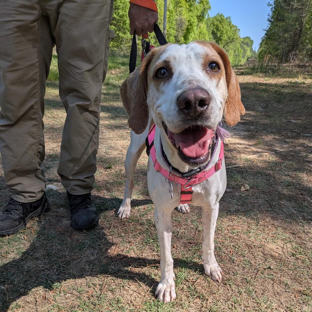 Enlarge Gidget, a Adoptable Hound in Wake Forest, NC image 4/6