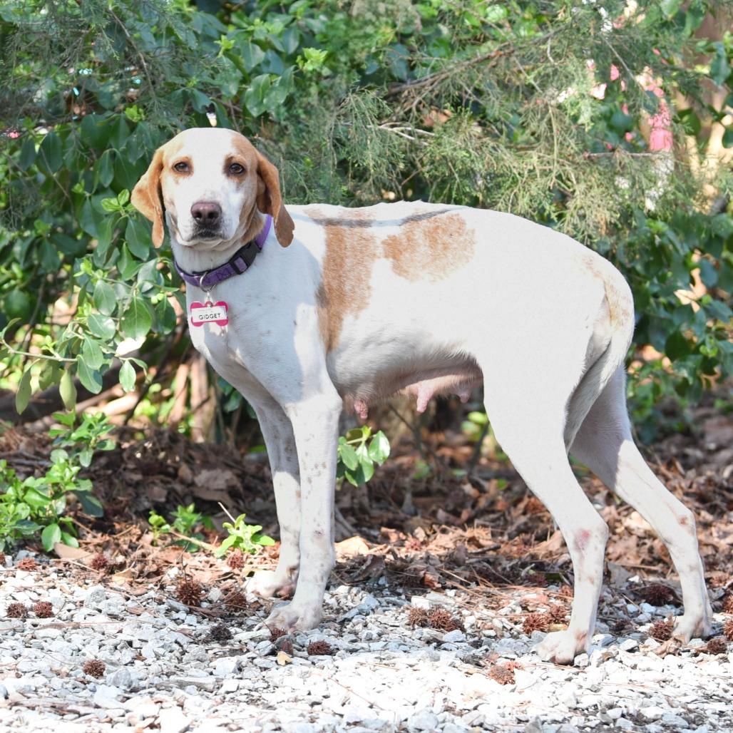 Enlarge Gidget, a Adoptable Hound in Wake Forest, NC image 5/6