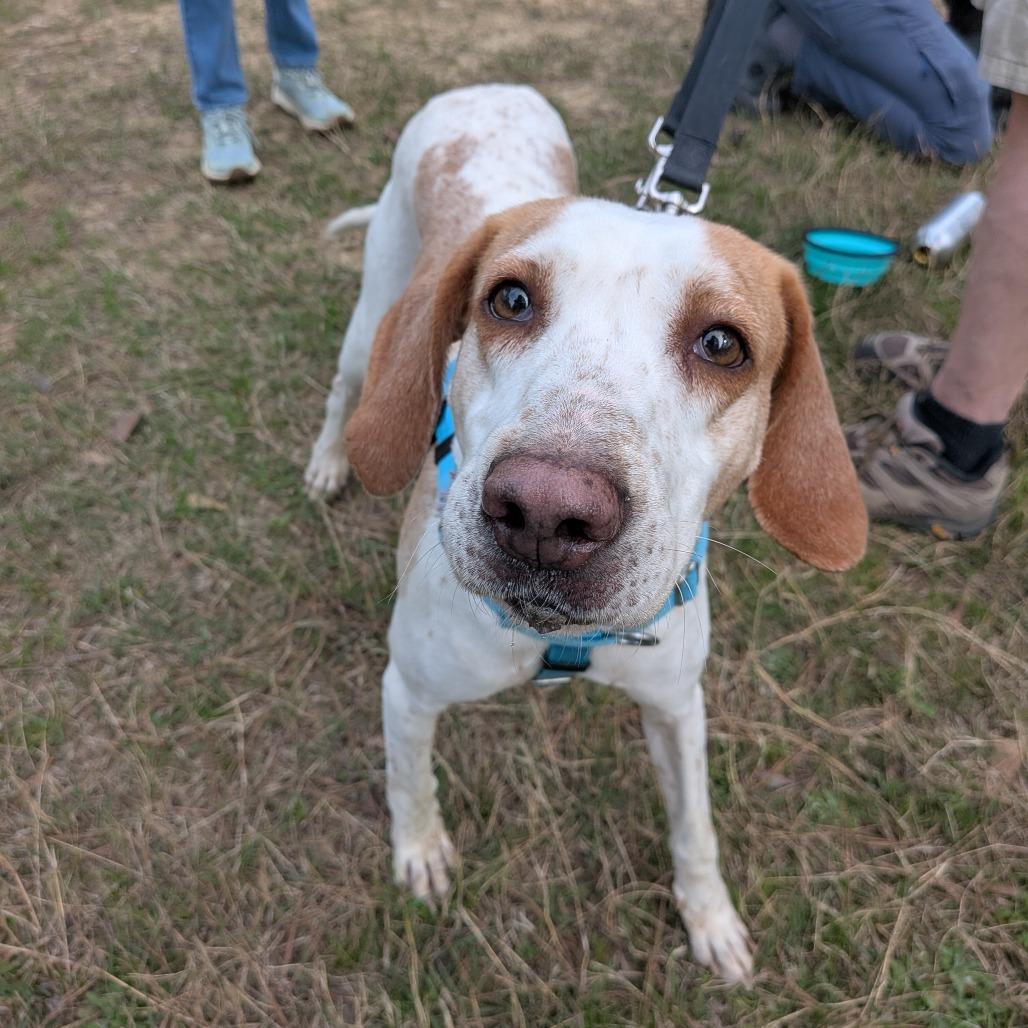 Enlarge Gidget, a Adoptable Hound in Wake Forest, NC image 6/6