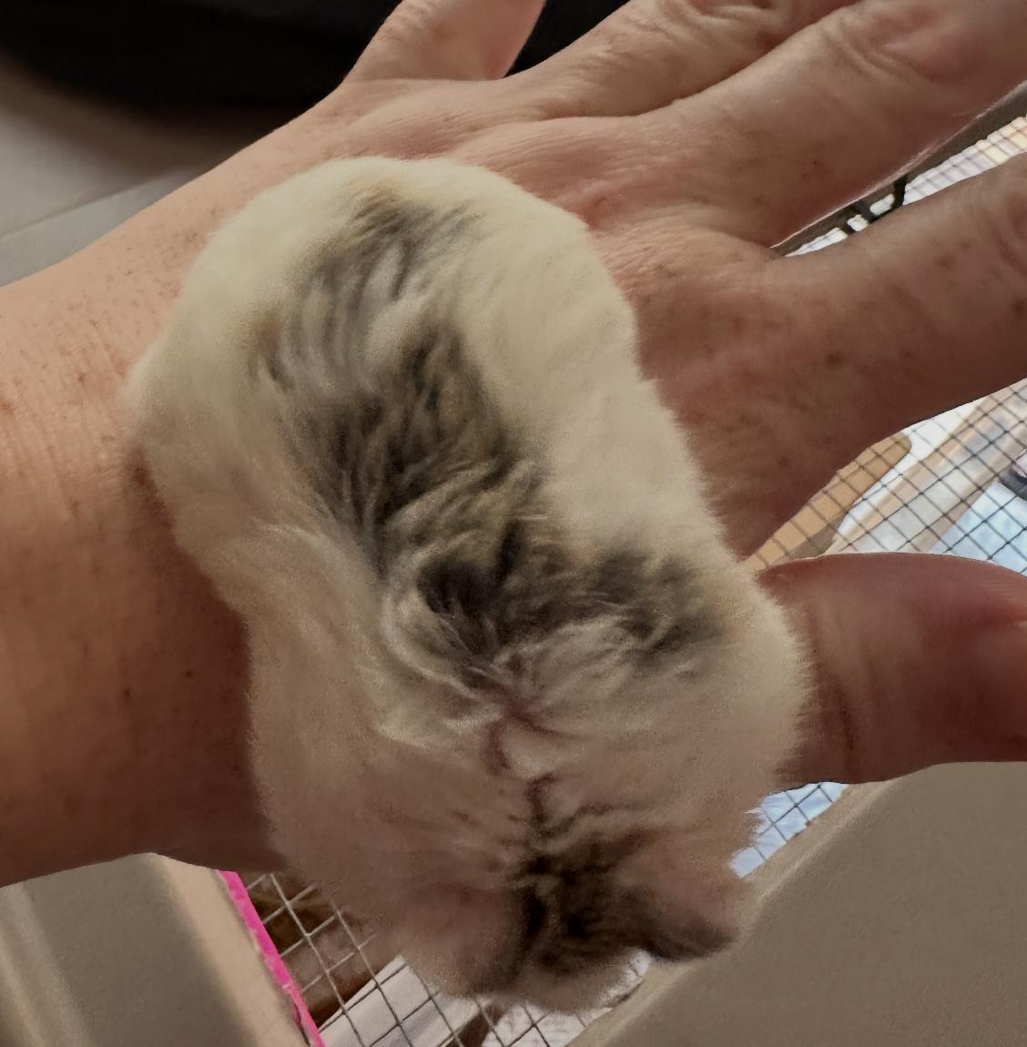 Penelope, a ADOPTABLE Dwarf Hamster in Minneapolis, MN image 3/3