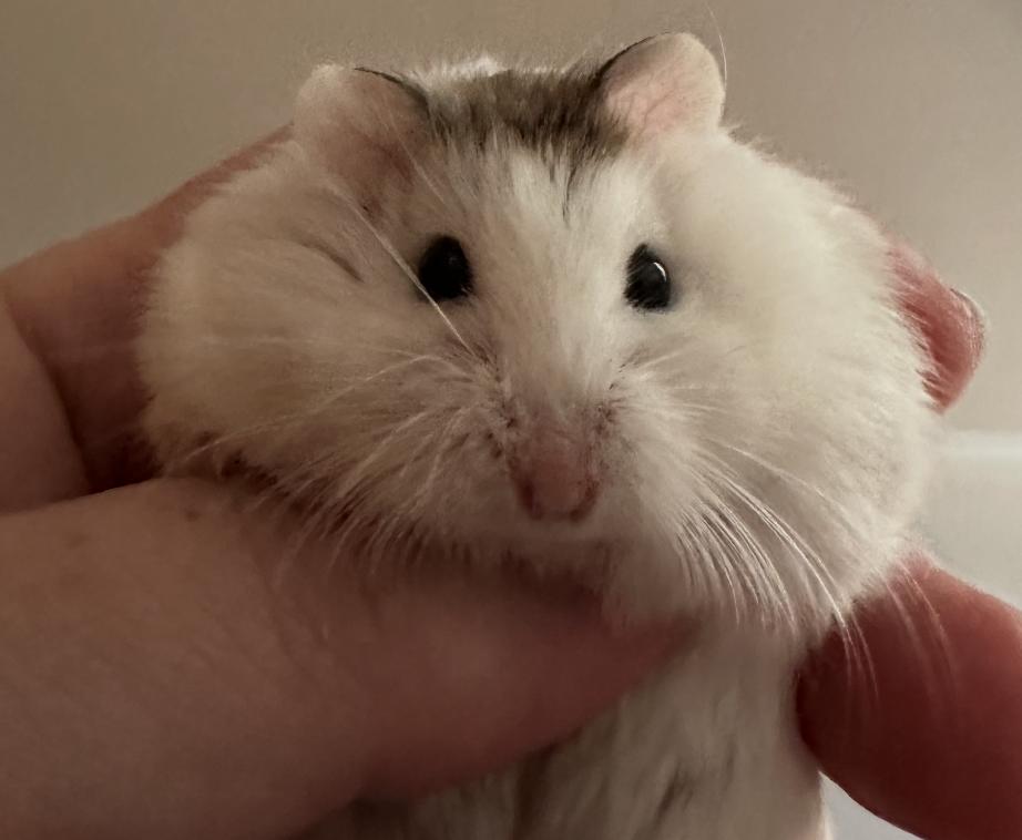 Penelope, a ADOPTABLE Dwarf Hamster in Minneapolis, MN image 2/3