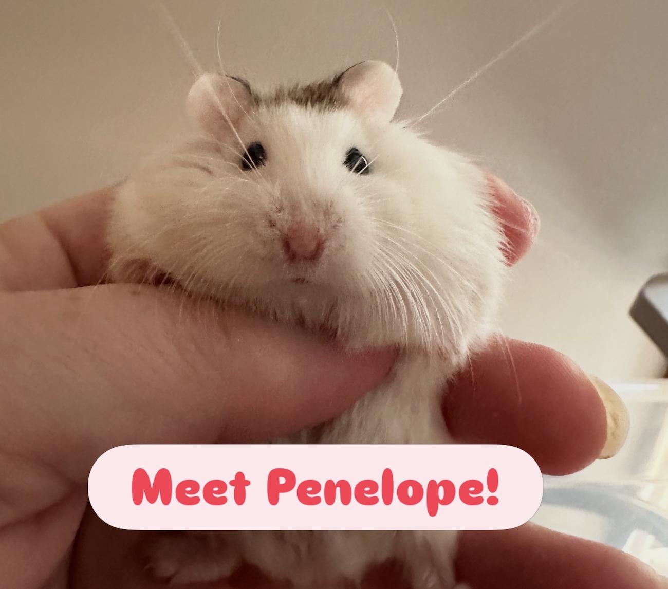 Penelope, ADOPTABLE, Adult Female Dwarf Hamster.