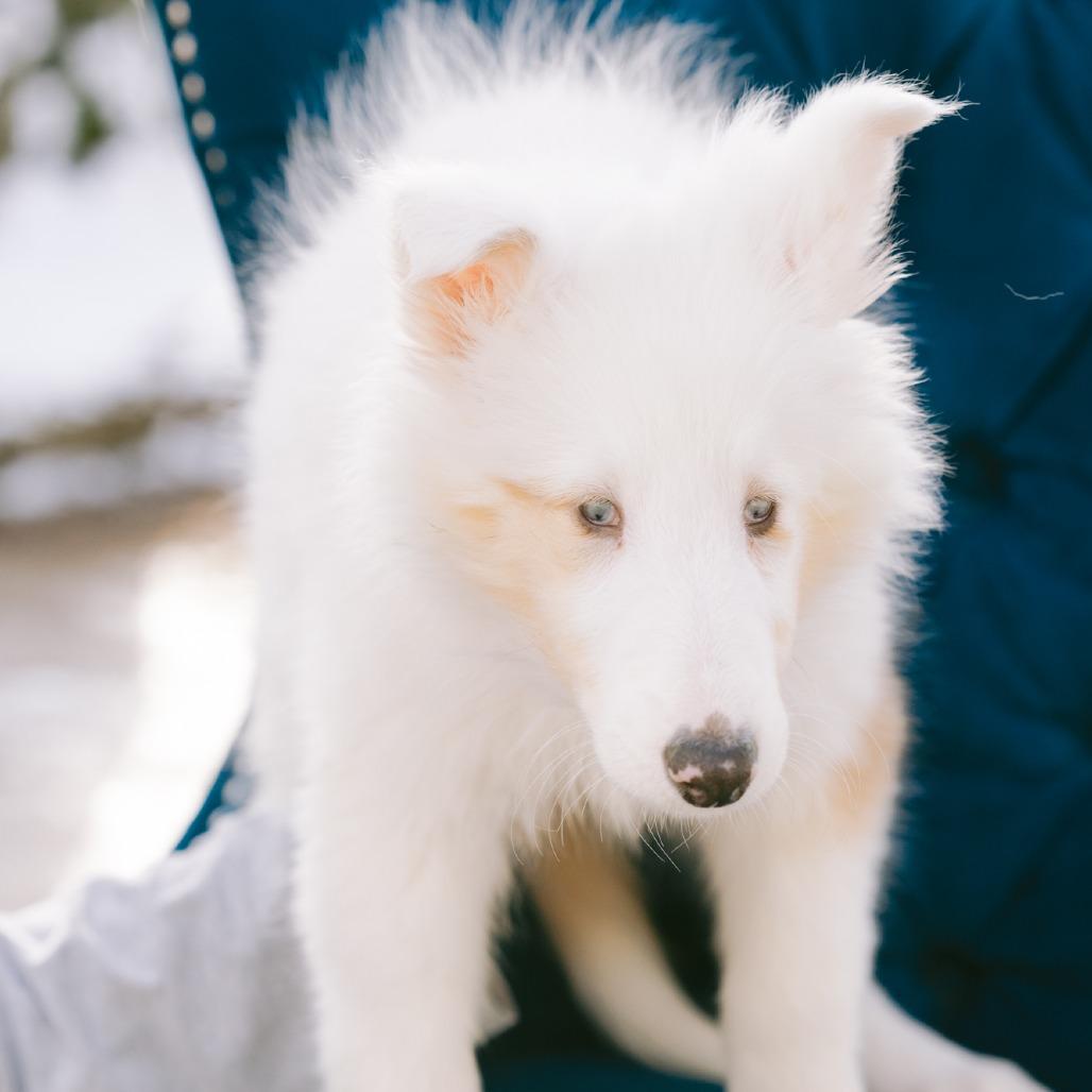 Noodle, ADOPTABLE, Puppy Female Collie.