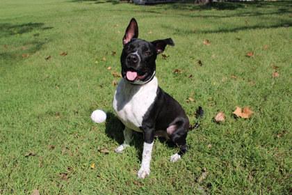 Zeus, Adoptable, Adult Male Pit Bull Terrier & Mixed Breed.