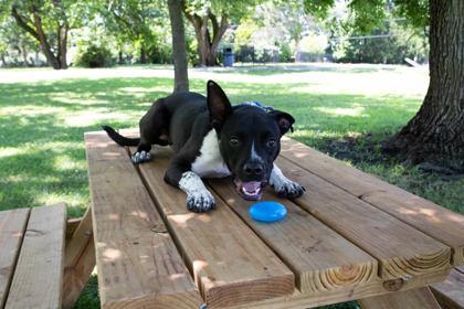 Enlarge Zeus, a Adoptable mixed breed in Kansas City, MO image 2/3