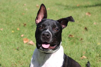 Enlarge Zeus, a Adoptable mixed breed in Kansas City, MO image 3/3