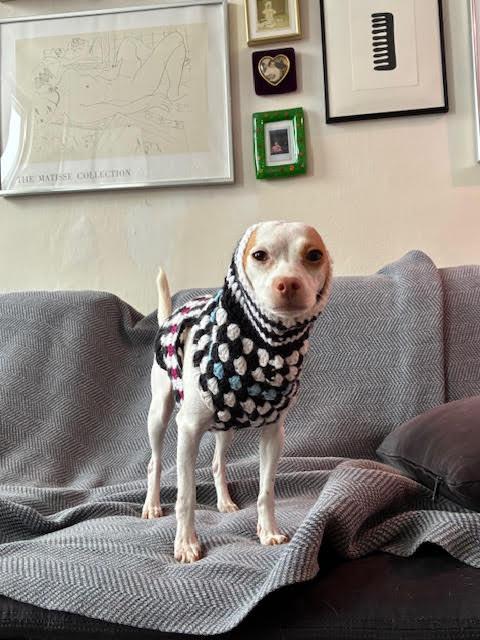 Basil , an adopted mixed breed in New York, NY image 5/5