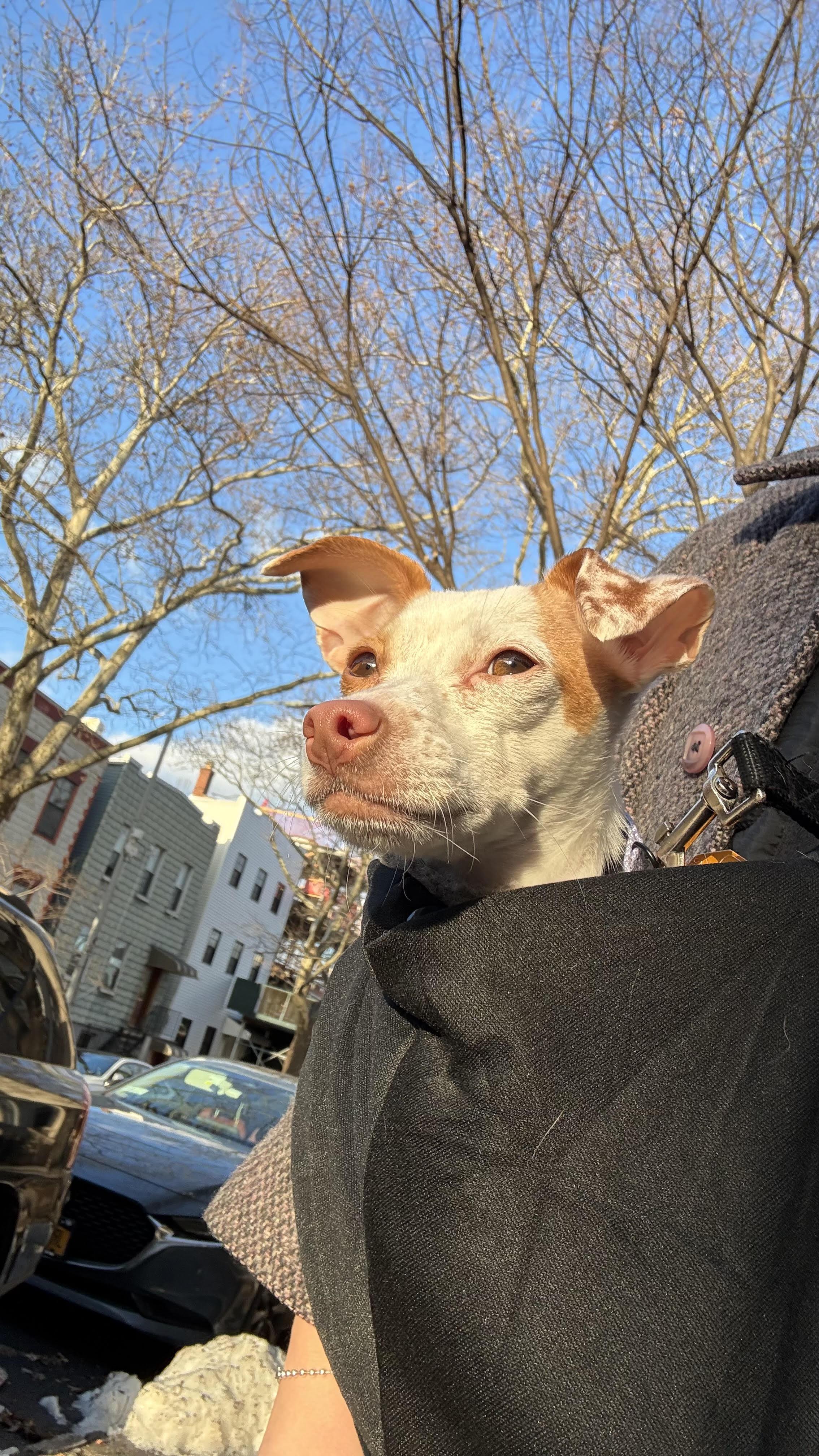 Basil , an adopted mixed breed in New York, NY image 2/5