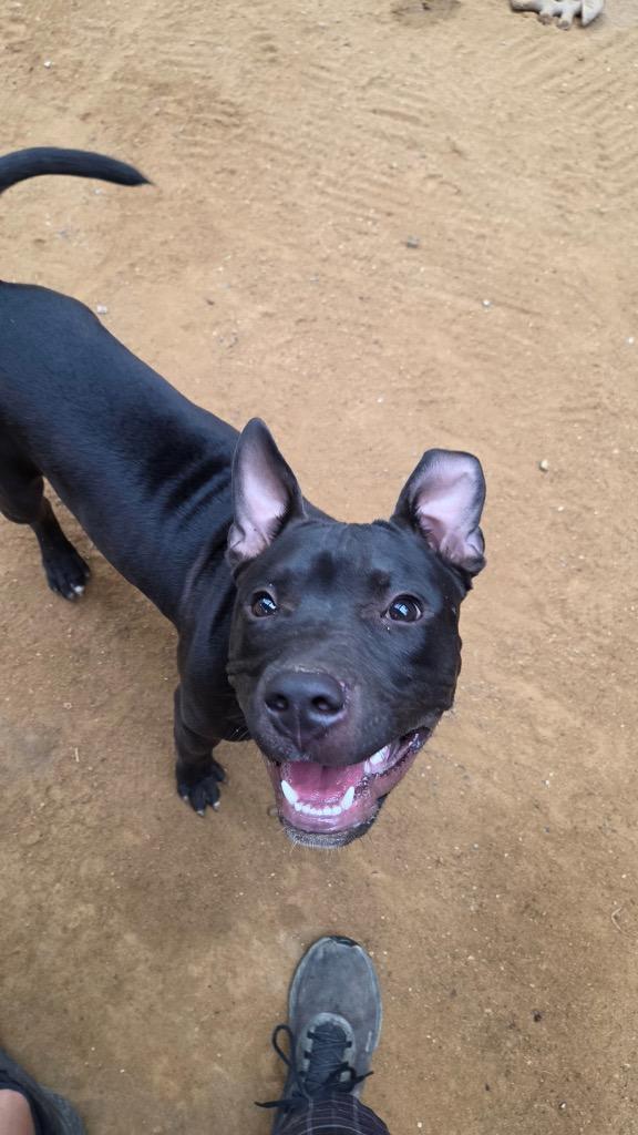 Lefty, Adoptable, Puppy Male Mixed Breed.