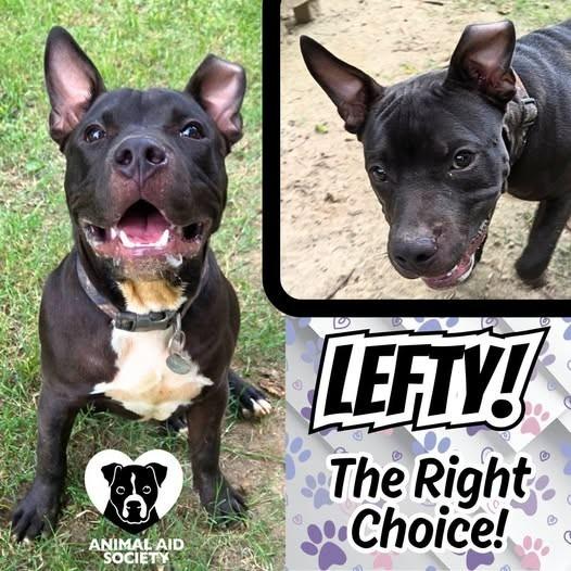 Lefty, a Adoptable mixed breed in Hampton, VA image 2/5