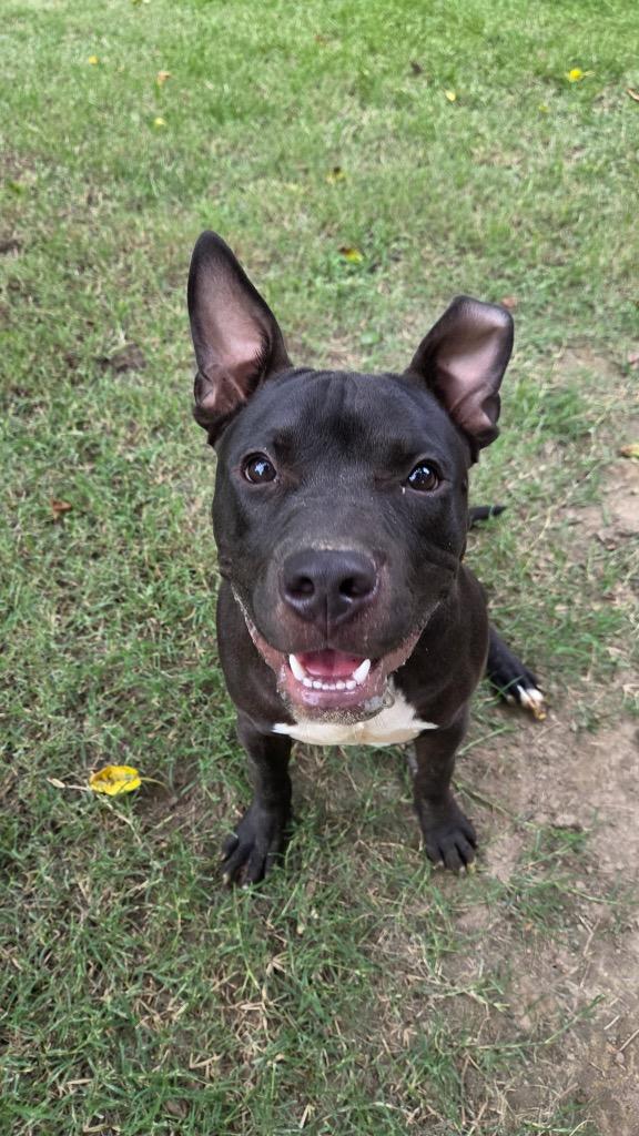 Lefty, a Adoptable mixed breed in Hampton, VA image 3/5