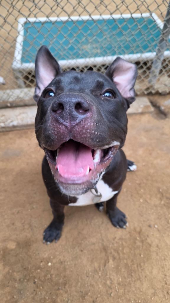 Lefty, a Adoptable mixed breed in Hampton, VA image 4/5