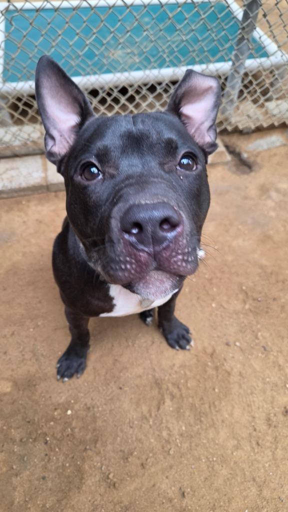 Lefty, a Adoptable mixed breed in Hampton, VA image 5/5