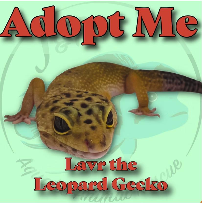 Lavr the Leopard Gecko, Adoptable, Adult Unknown Gecko.