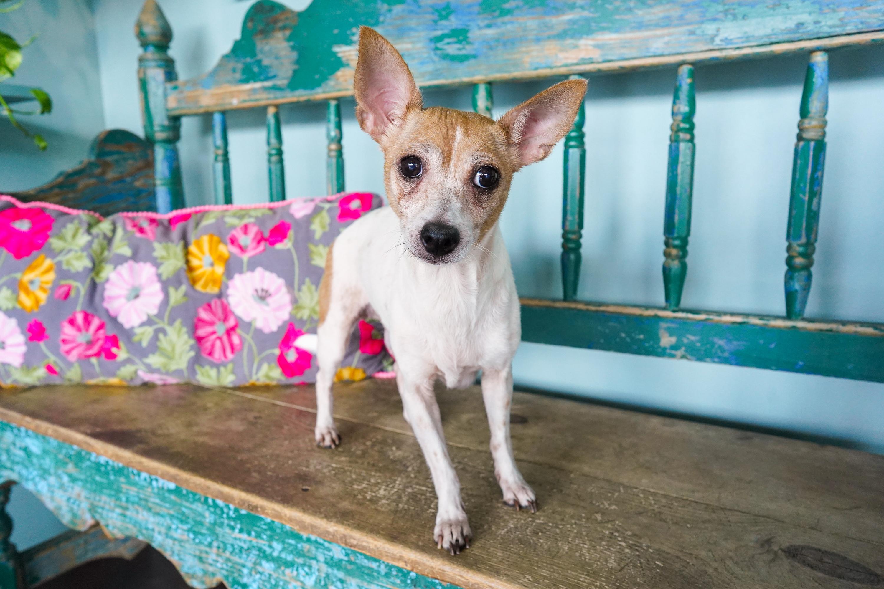 Bacardi, Adoptable, Adult Female Chihuahua & Mixed Breed.