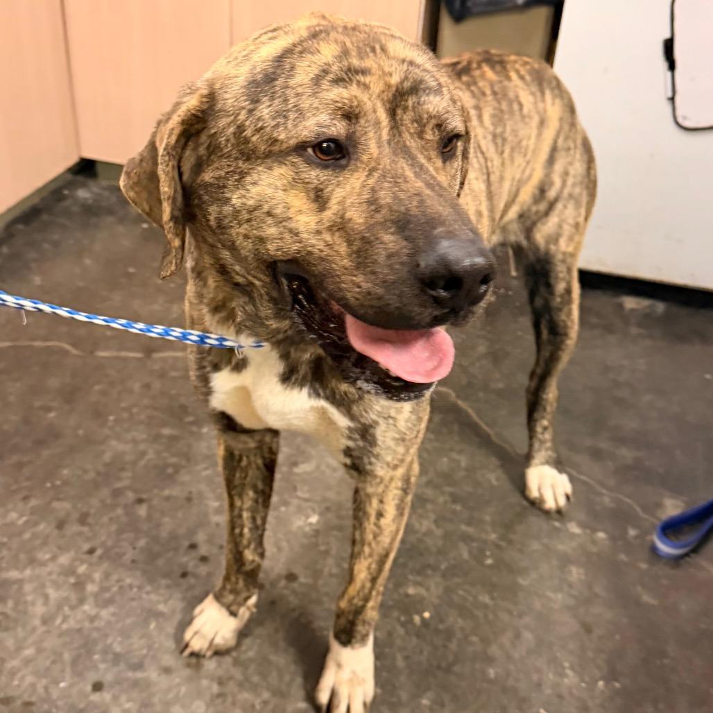 Enlarge Titan, a Adoptable mixed breed in Evensville, TN image 1/5