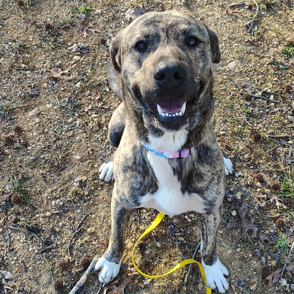 Enlarge Titan, a Adoptable mixed breed in Evensville, TN image 4/5