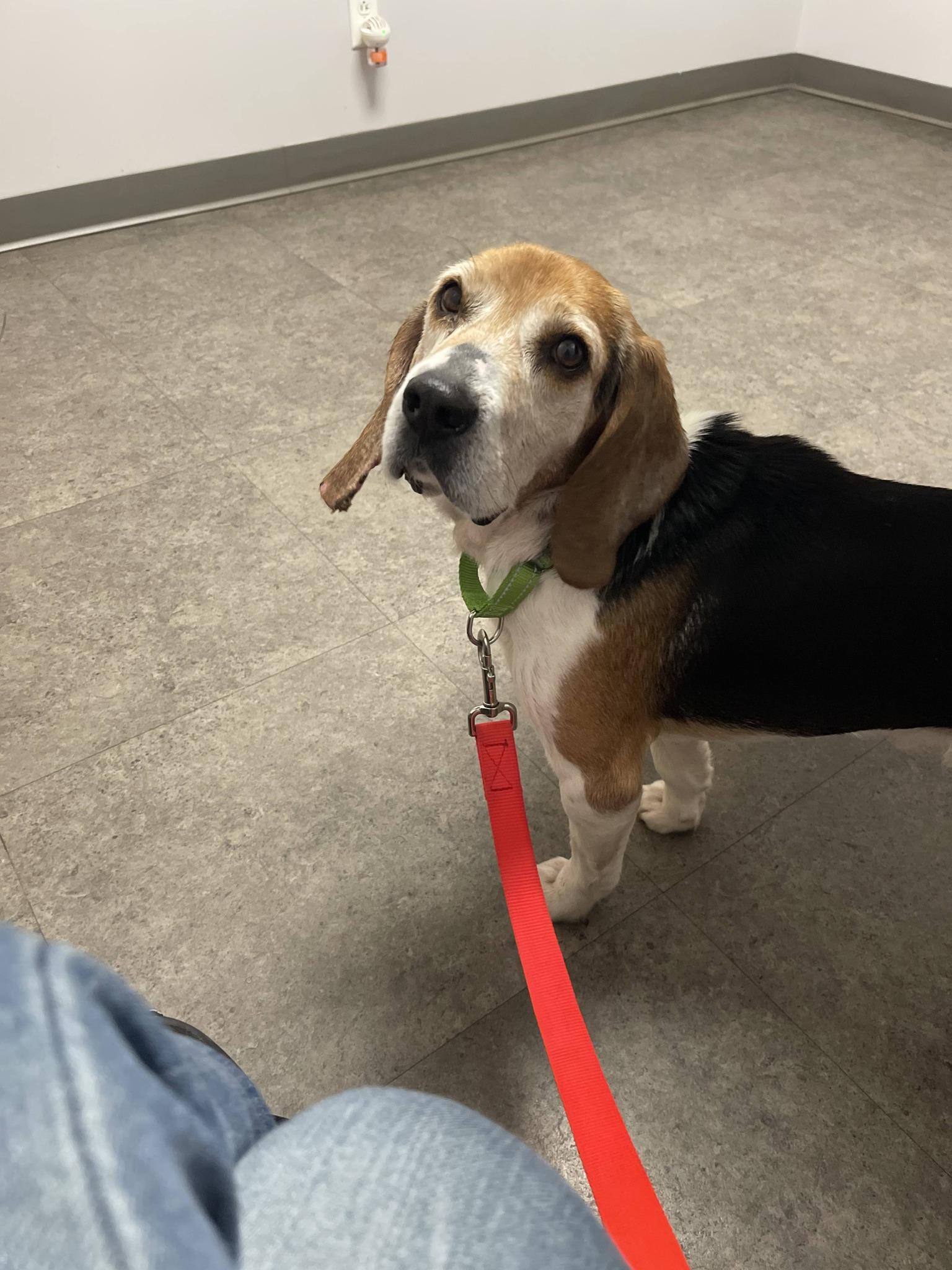 Owen, ADOPTABLE, Senior Male Beagle.