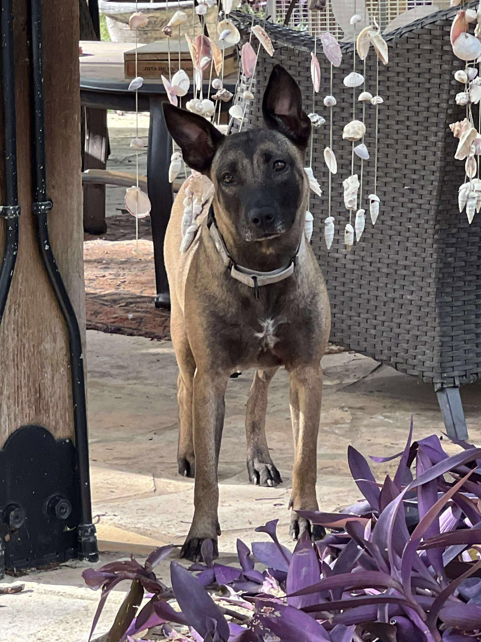 Xeni