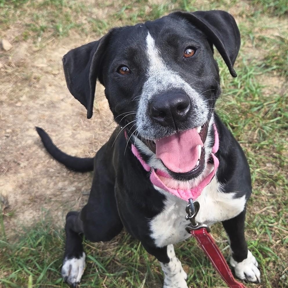 Fable, Adoptable, Adult Female Labrador Retriever.