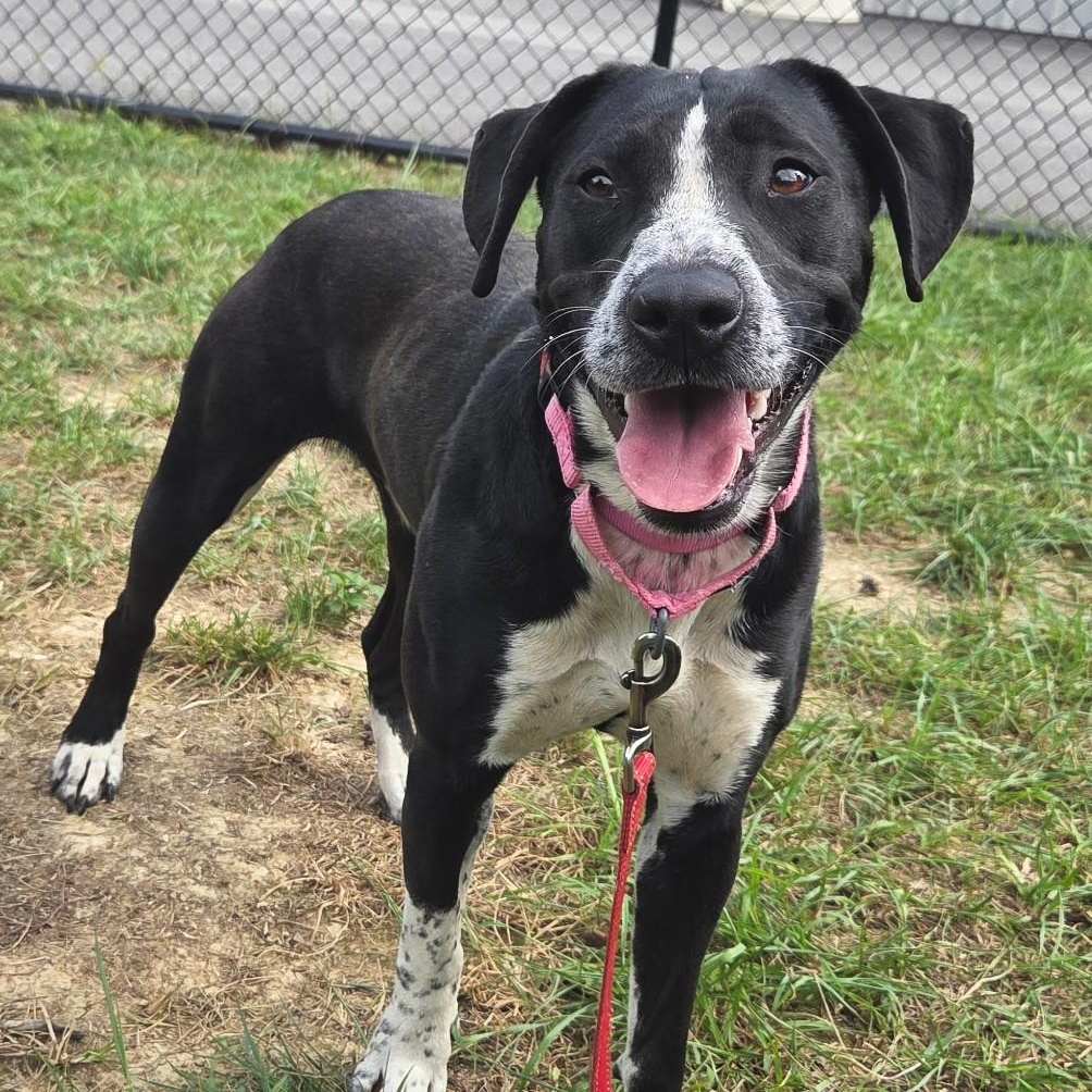 Enlarge Fable, a Adoptable mixed breed in Shepherdsville, KY image 2/5