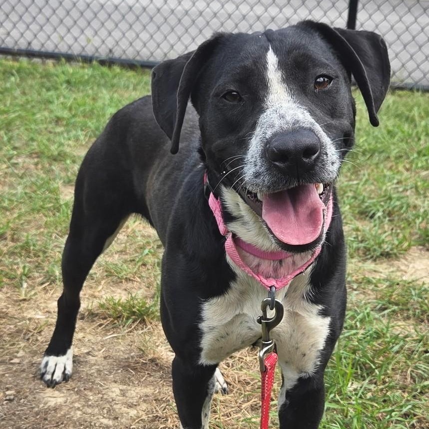 Enlarge Fable, a Adoptable mixed breed in Shepherdsville, KY image 3/5
