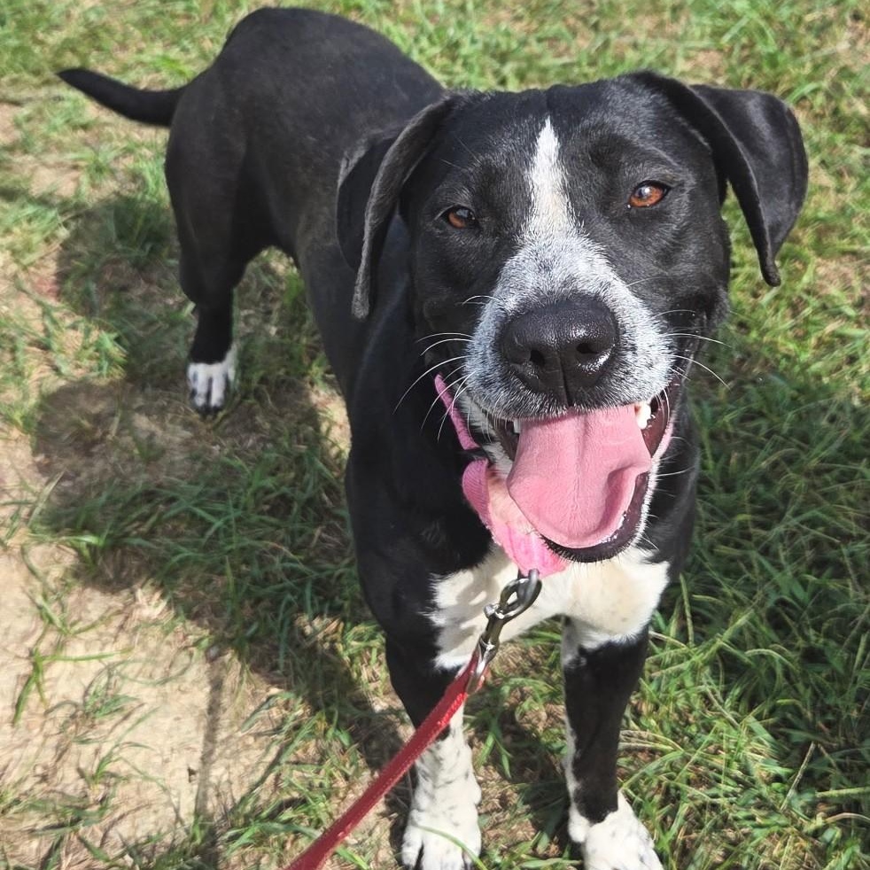 Enlarge Fable, a Adoptable mixed breed in Shepherdsville, KY image 5/5