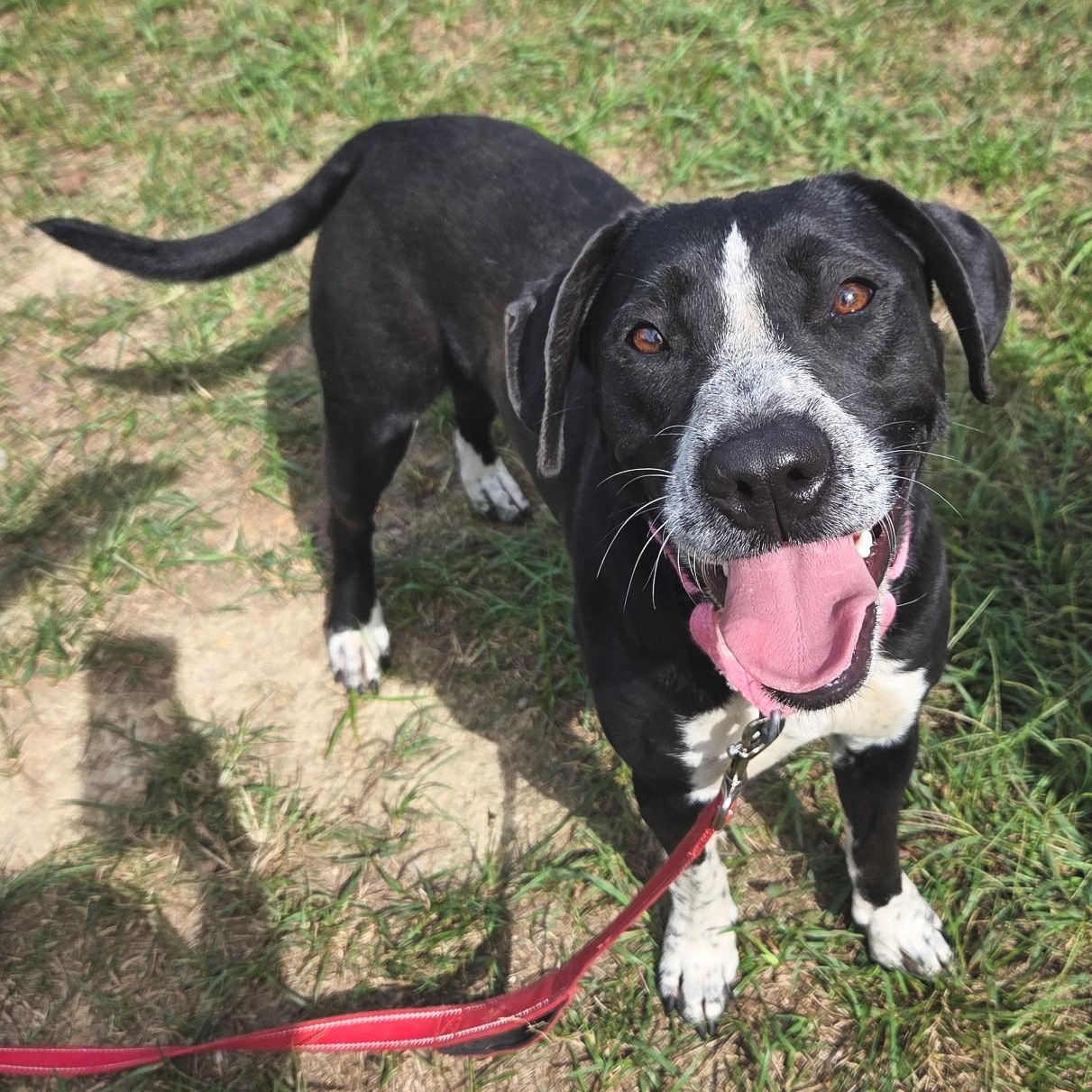 Enlarge Fable, a Adoptable mixed breed in Shepherdsville, KY image 4/5