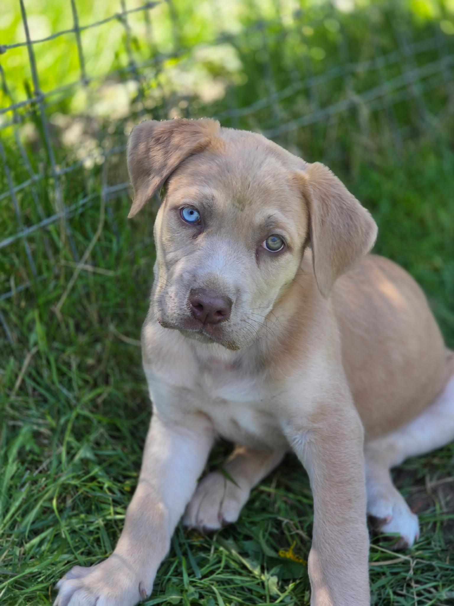 Joey, an adopted mixed breed in Port Angeles, WA image 3/3